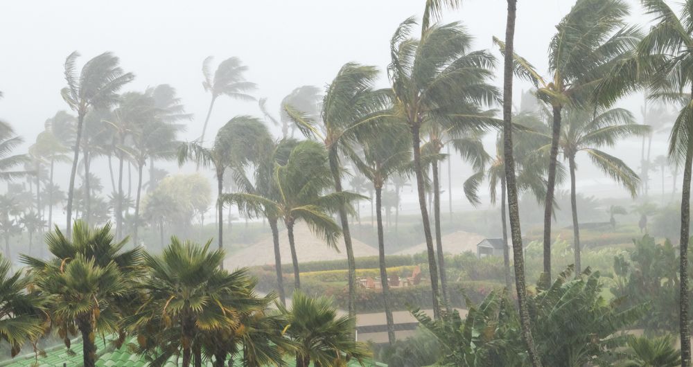 Palm trees swaying in a hurricane's strong winds.