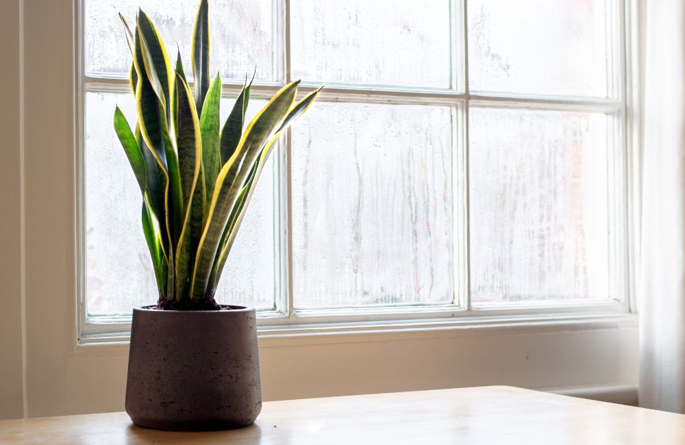 What are Impact Windows?